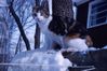 Filename=Scan-181130-0008.jpg
Filesize=2236KiB
Dimensions=4097x2743
Date added=Dec 02, 2018 Scan-181130-0008.jpg