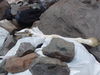 Filename=day10_nido3.jpg
Filesize=683KiB
Dimensions=2048x1536
Date added=Feb 28, 2011 day10_nido3.jpg
