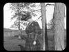 Filename=olea_bull_vaughn_eliot1903.jpg
Filesize=237KiB
Dimensions=1024x768
Date added=Nov 30, 2009 olea_bull_vaughn_eliot1903.jpg