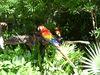 Filename=P1000115.JPG
Filesize=5115KiB
Dimensions=4320x3240
Date added=Nov 18, 2011 P1000115.JPG
