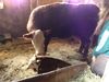 Filename=geoquizcalf_001.JPG
Filesize=2847KiB
Dimensions=3264x2448
Date added=May 16, 2012 geoquizcalf_001.JPG