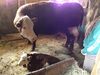 Filename=geoquizcalf_002.JPG
Filesize=3022KiB
Dimensions=3264x2448
Date added=May 16, 2012 geoquizcalf_002.JPG