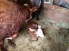 Filename=geoquizcalf_003.JPG
Filesize=2758KiB
Dimensions=3264x2448
Date added=May 16, 2012 geoquizcalf_003.JPG