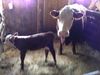 Filename=geoquizcalf_005.JPG
Filesize=2598KiB
Dimensions=3264x2448
Date added=May 16, 2012 geoquizcalf_005.JPG