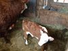 Filename=geoquizcalf_006.JPG
Filesize=2441KiB
Dimensions=3264x2448
Date added=May 16, 2012 geoquizcalf_006.JPG