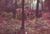 Filename=Foundation2.jpg
Filesize=257KiB
Dimensions=1527x1066
Date added=Nov 30, 2009 Foundation2.jpg
