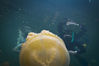 Filename=Ddiving20.jpg
Filesize=67KiB
Dimensions=1200x800
Date added=Apr 08, 2011 Ddiving20.jpg