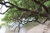 Filename=GPeleliuBeach5.JPG
Filesize=3289KiB
Dimensions=3088x2056
Date added=Mar 30, 2011 GPeleliuBeach5.JPG