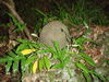 Filename=QBloodyNose14.JPG
Filesize=783KiB
Dimensions=2048x1536
Date added=Mar 30, 2011 QBloodyNose14.JPG