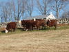 Filename=NedBartlettHill 002.jpg
Filesize=1605KiB
Dimensions=3072x2304
Date added=Dec 03, 2009 NedBartlettHill 002.jpg