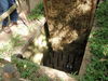 Filename=c1cuchi3.JPG
Filesize=731KiB
Dimensions=2048x1536
Date added=Mar 20, 2012 c1cuchi3.JPG